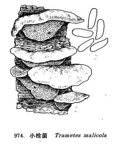 小栓菌 小栓菌