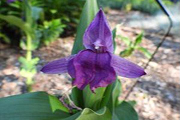 Roscoea auriculata Roscoea auriculata