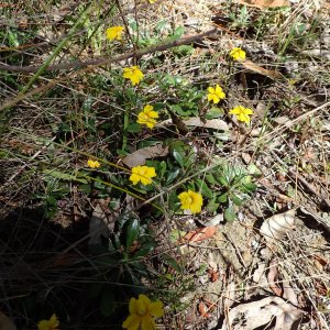Goodenia blackiana