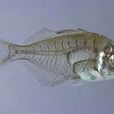 玻魚 玻魚