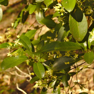 Acronychia laevis