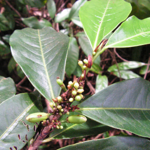 Erythroxylum mucronatum