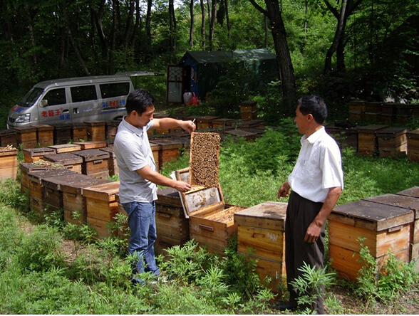 蜜蜂養殖