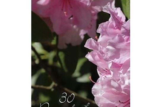 30 Days of Love