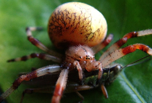 卵黃蜘蛛