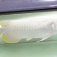 白金龍魚 白金龍魚