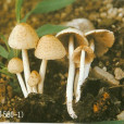 鱗小脆柄菇 鱗小脆柄菇