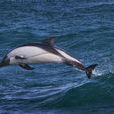 皮氏斑紋海豚
