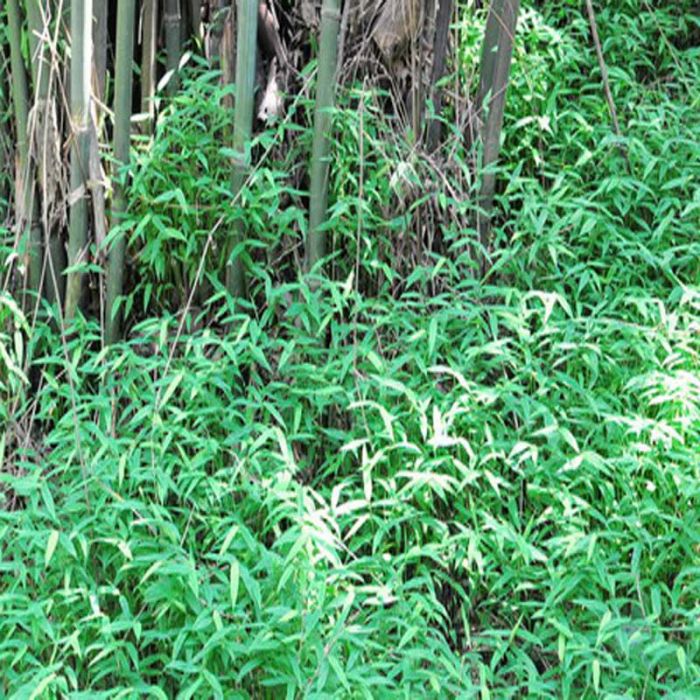 苦竹茶 苦竹茶