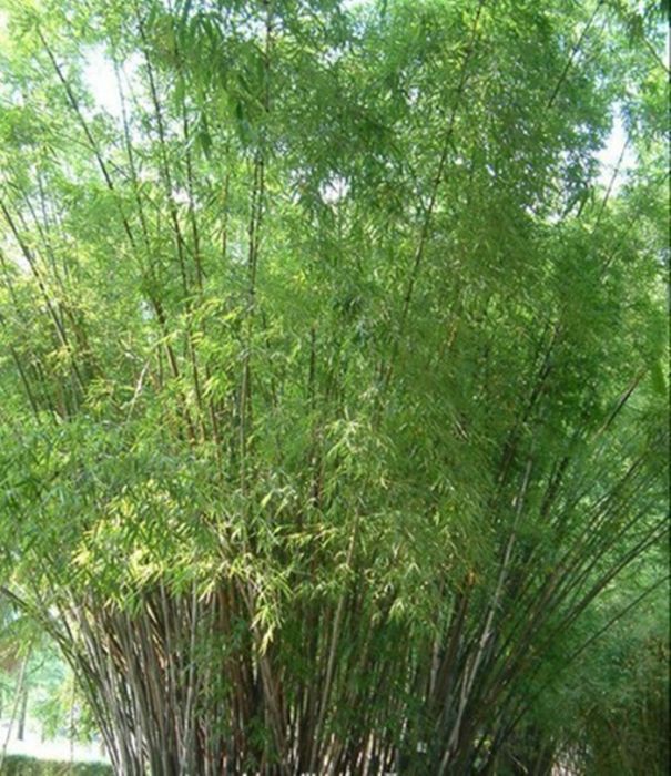 花眉竹 花眉竹