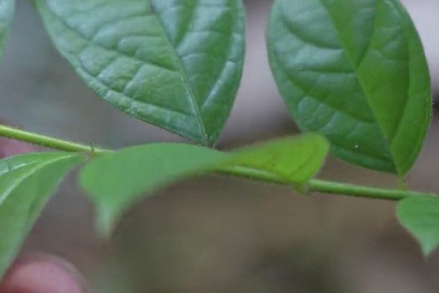 魚刺草 魚刺草