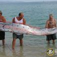 冠帶魚科 冠帶魚科