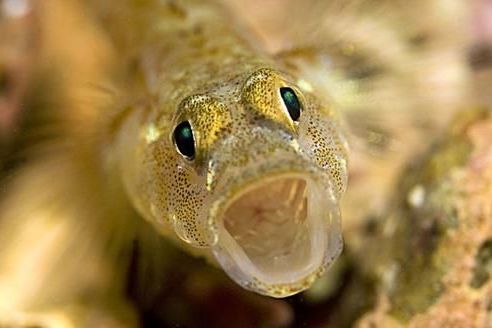 刺蝦虎魚屬 刺蝦虎魚屬