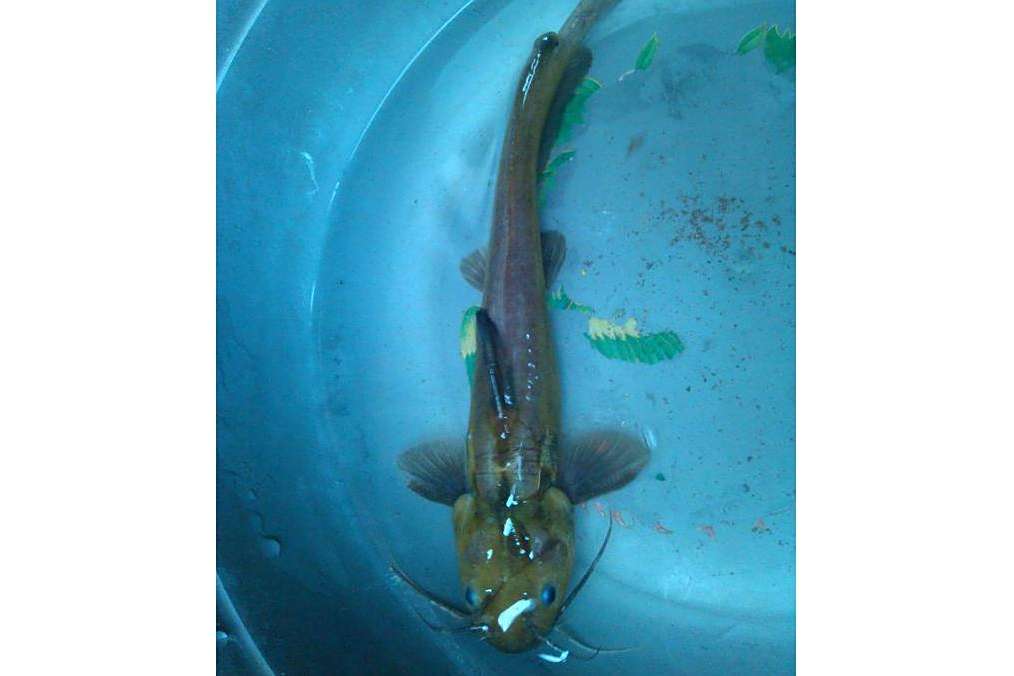 新衫魚屬 新衫魚屬