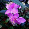 子花杜鵑 子花杜鵑