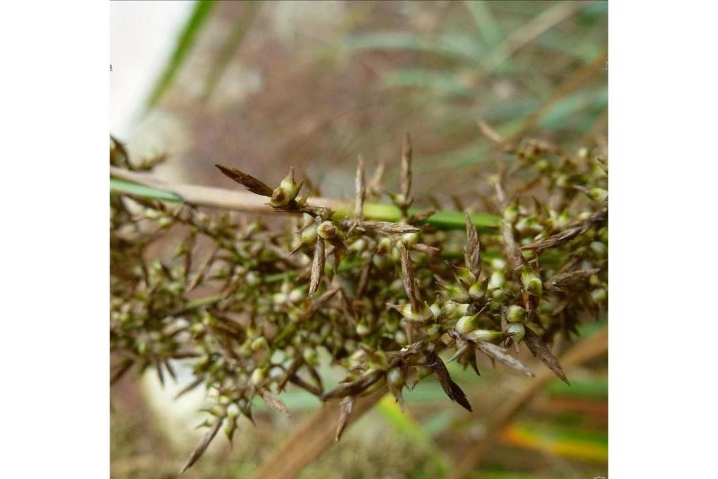 蕨狀薹草(蕨狀苔草) 蕨狀薹草(蕨狀苔草)