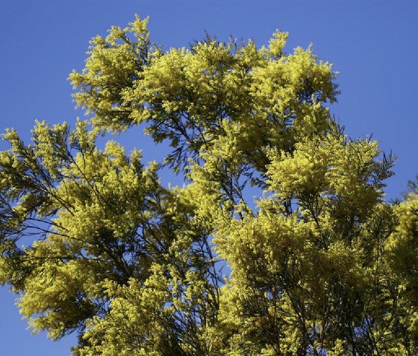 綠荊 綠荊
