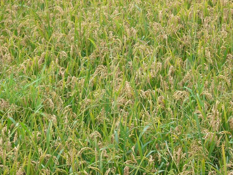 冷水塘村-水稻種植