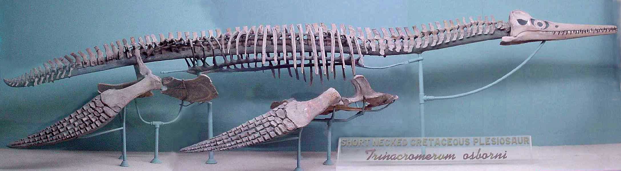 奧氏長喙龍的模式標本（編號KUVP 1300）