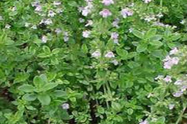 Thymus × citriodorus Thymus × citriodorus