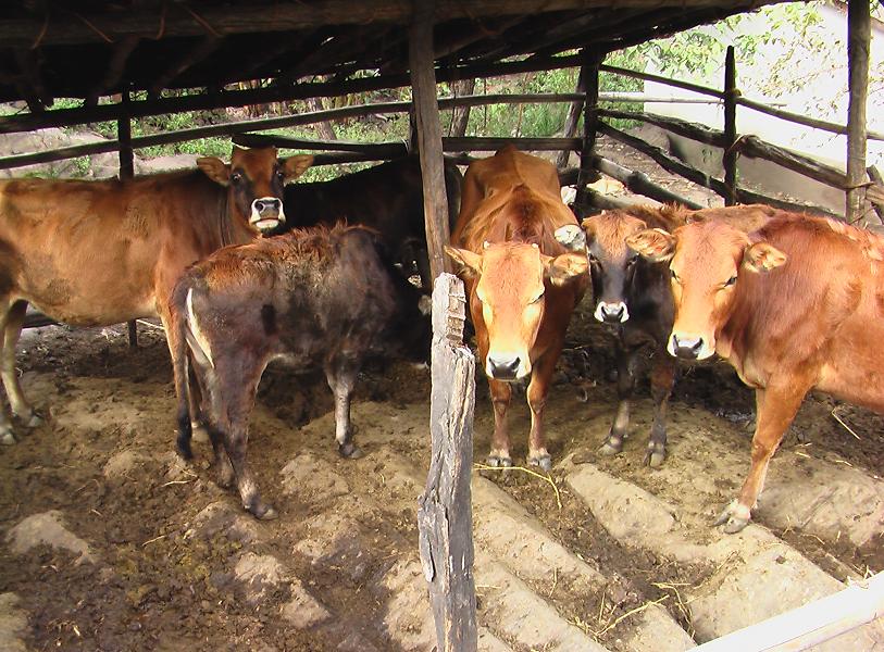 高賀鄧村-肉牛養殖