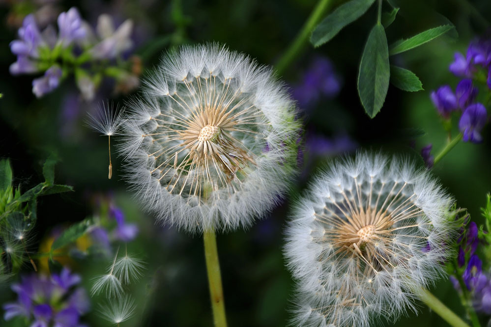 小花蒲公英 小花蒲公英