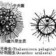 中央囊 中央囊
