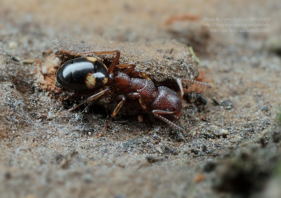 西伯利亞臭蟻