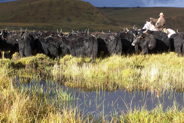 紅原縣藏族放養氂牛