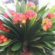 君之蘭 君之蘭
