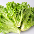 大利生菜 大利生菜