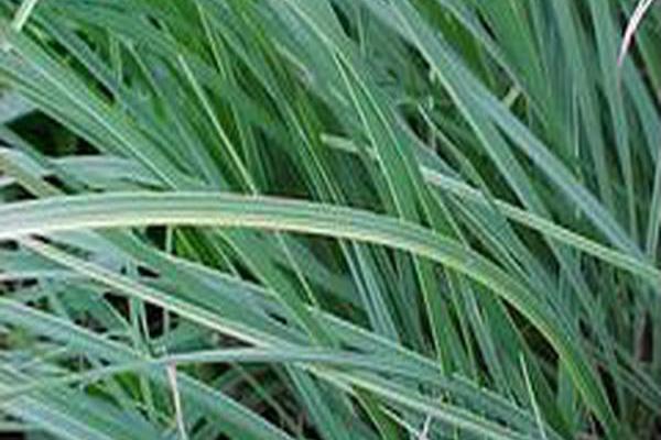 Carex nigra \x27Variegata\x27 Carex nigra \x27Variegata\x27