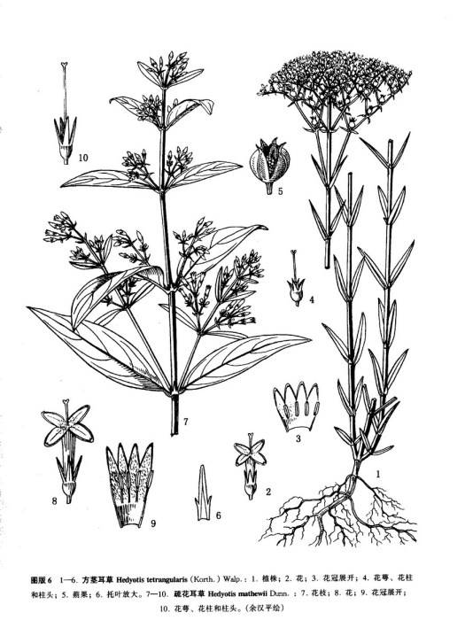 疏花耳草 疏花耳草