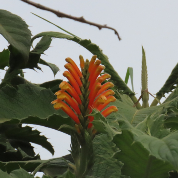 Aphelandra acanthifolia