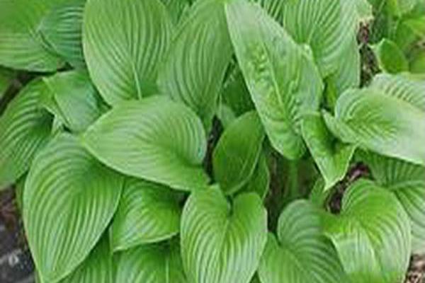 大花白玉簪(Hosta plantaginea var. japonica) 大花白玉簪(Hosta plantaginea var. japonica)