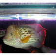 紅尾皇冠魚 紅尾皇冠魚