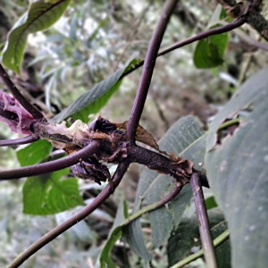 Palicourea psilophylla