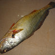 黃唇魚(黃甘魚)