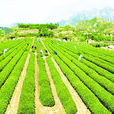 女兒茶(女兒茶) 女兒茶(女兒茶)