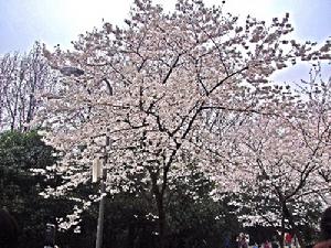 珞珈山櫻花