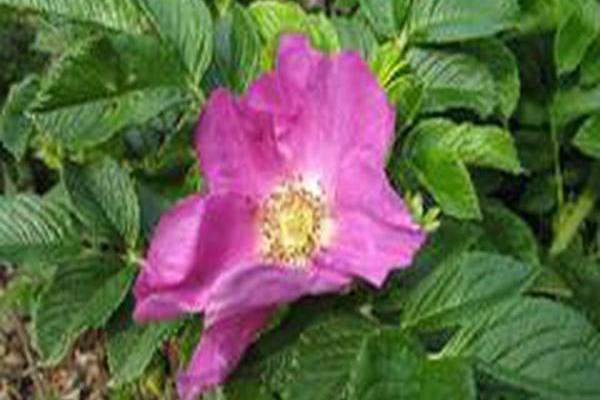 Rosa rugosa Rosa rugosa