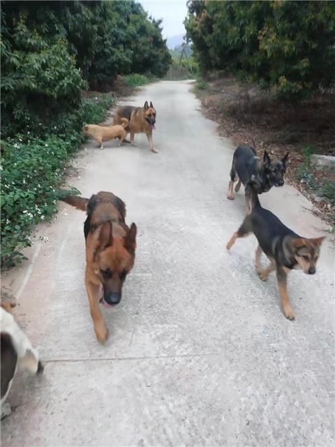 巡街犬