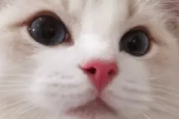 Caesar和Loki的野爹