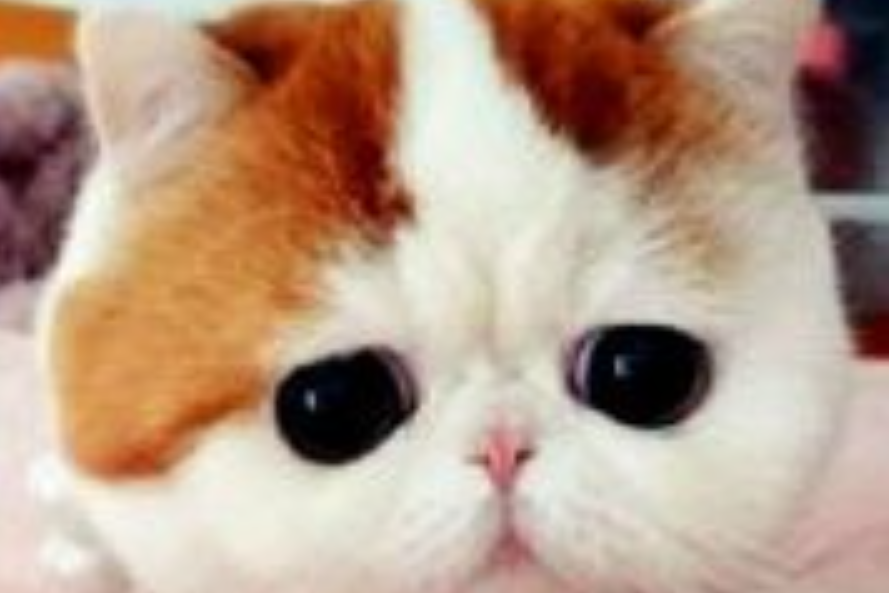 大愛貓咪控