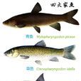 四大家魚