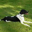 英國指示犬 英國指示犬