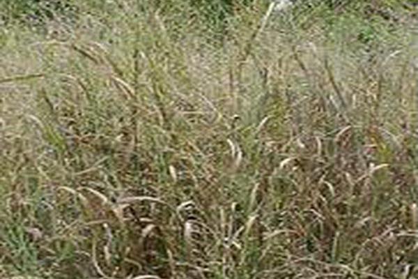 Panicum virgatum \x27Heavy Metal\x27