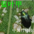 竹柳柳藍葉甲 竹柳柳藍葉甲