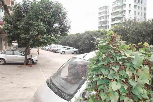 風度路(廣州市風度路小區) 風度路(廣州市風度路小區)
