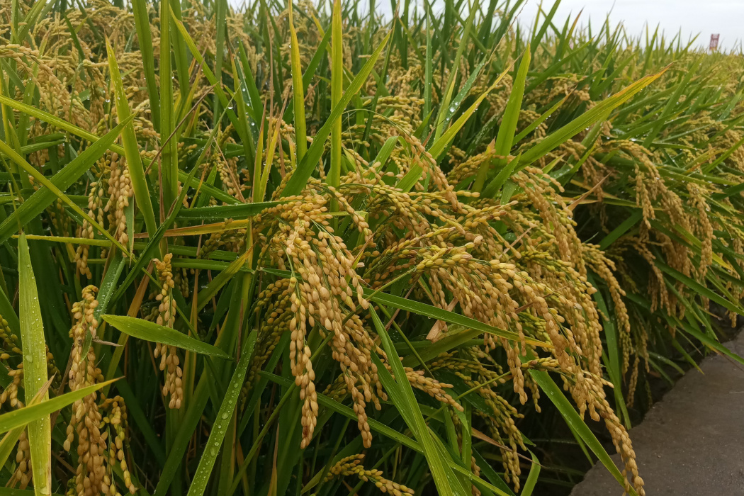 水稻糯6號 水稻糯6號